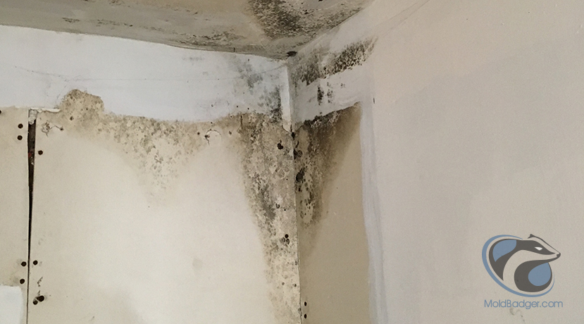tell if there's mold in your house ...